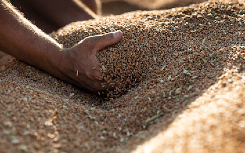 Hands sifting through grains in sandlike texture.