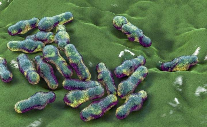 A 3D microscopic rendering of rod-shaped bacteria, likely Clostridium botulinum, resting on a textured green surface. The bacteria have a distinct "club" or "drumstick" shape due to swollen ends containing spores. Their surfaces are iridescent, showing a mix of dark blue, purple, and yellow-green hues. The lighting creates soft shadows on the undulating, mossy-green background, giving the scene a biological and scientific feel.