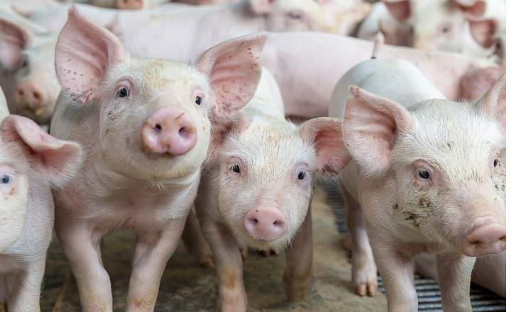A group of young, pink pigs in a farm setting. Three piglets are in sharp focus in the foreground, looking directly toward the camera with inquisitive expressions. Their skin is light pink with fine white hair, and some have small bits of dirt on their snouts and ears. The background is filled with more piglets, slightly blurred, creating a sense of a crowded pen. The lighting is bright and even, emphasizing the textures of their skin and large, pointed ears.