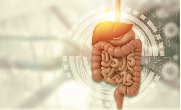 Human digestive system anatomy on scientific background. 3d illustration