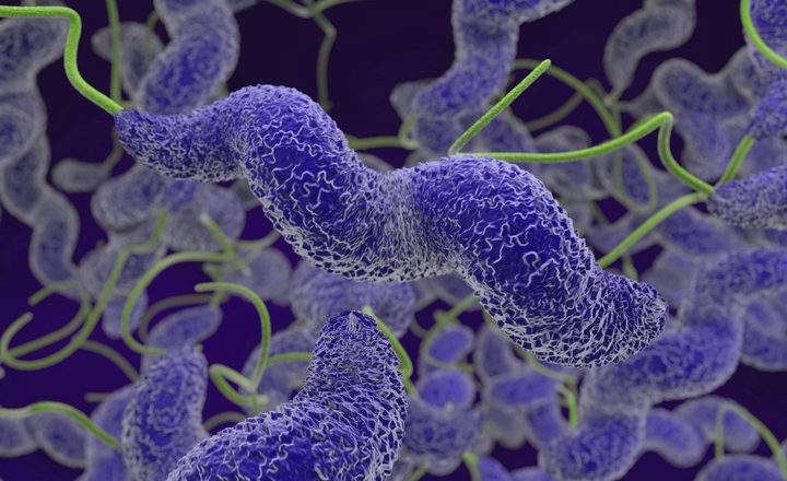 Computer rendering of Campylobacter.