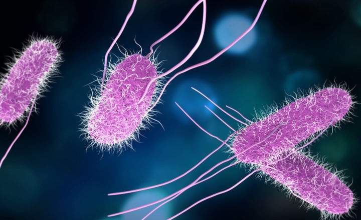 A 3D microscopic rendering of several Salmonella bacteria. The bacteria are rod-shaped and colored a vibrant magenta, featuring numerous fine, hair-like pili covering their surfaces and several long, whip-like flagella extending from their bodies. They are set against a dark, out-of-focus background with blue and teal bokeh highlights, giving the image a scientific and biological depth.
