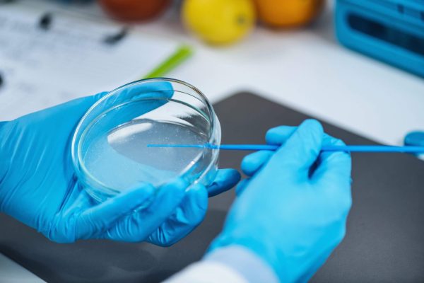 Food Safety Testing in Microbiology Laboratory – Microbiologist inoculating nutritive agar, looking for presence of pathogens and signs of spoilage